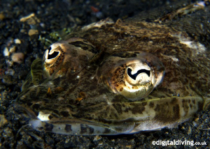 Juvenile Crocodile Fish by David Henshaw 